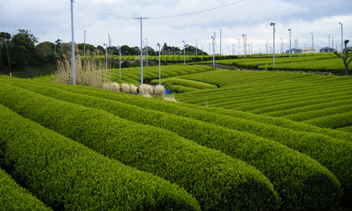 tea5