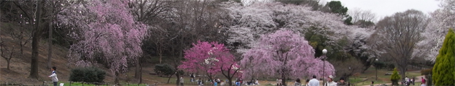 sakura hanami