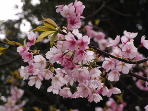 sakura