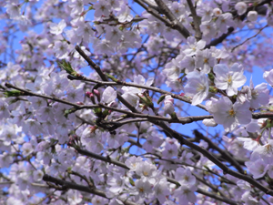 sakura someiyoshino