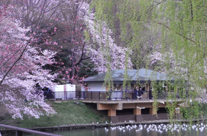 ohanami