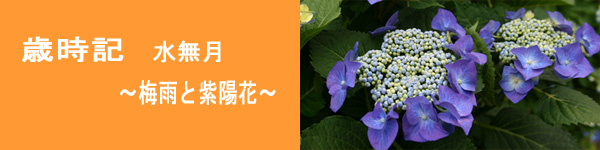 ajisai