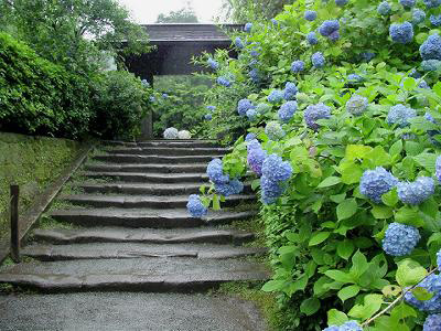 ajisai2